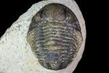 Bargain, Gerastos Trilobite Fossil - Morocco #69119-2